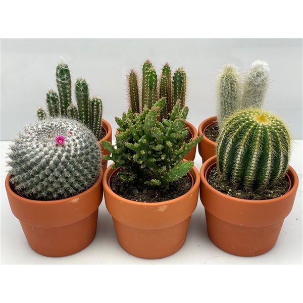<h4>117 Rozenpot cactus 10,5 cm</h4>