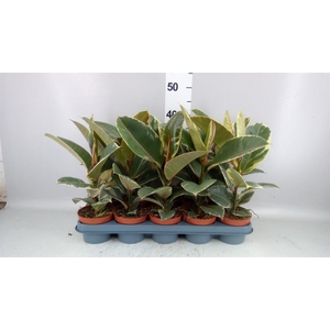 Ficus elastica 'Tineke'