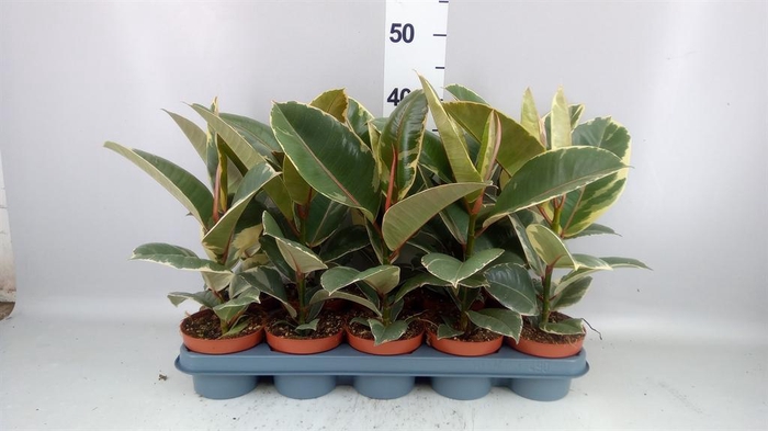 <h4>Ficus elastica 'Tineke'</h4>