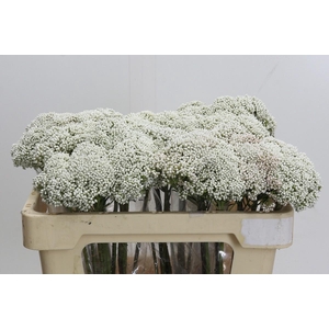 Ozothamnus Booming White
