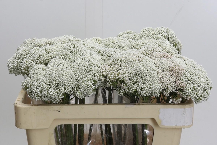 <h4>Ozothamnus Booming White</h4>
