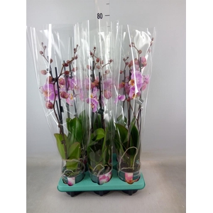 Phalaenopsis   ...