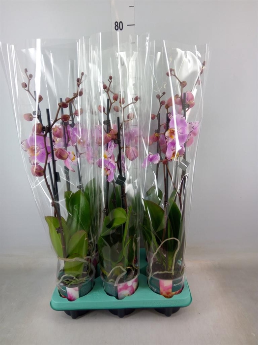 <h4>Phalaenopsis   ...</h4>