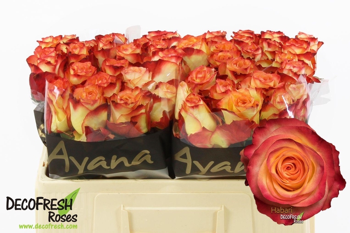 <h4>R Gr Habari</h4>