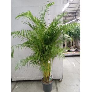 Dypsis lutescens   ...Chrysalidoca