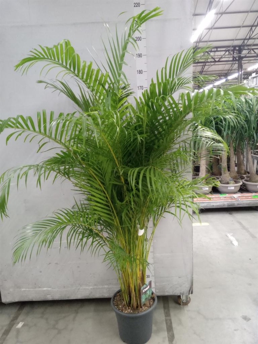 <h4>Dypsis lutescens ...Chrysalidoca</h4>