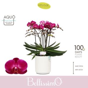 Bellissimo Amore in Molise White Aquo