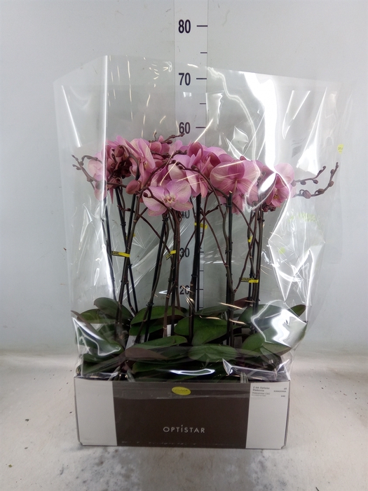 <h4>Phalaenopsis   ...rose</h4>