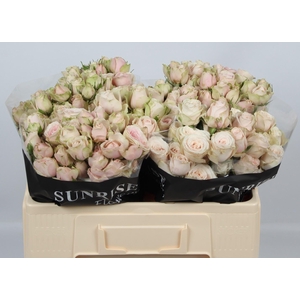 R TR SWEET BLOSSOMS