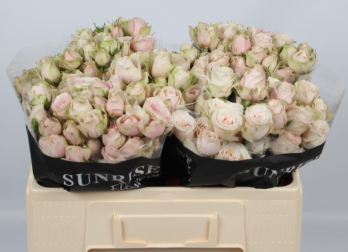 <h4>R TR SWEET BLOSSOMS</h4>