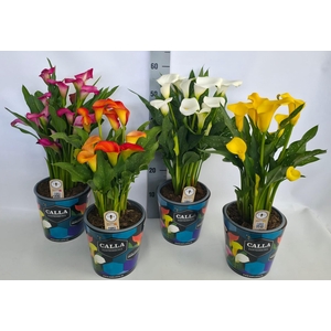 Zantedeschia 19cm potcover Blauw - mix