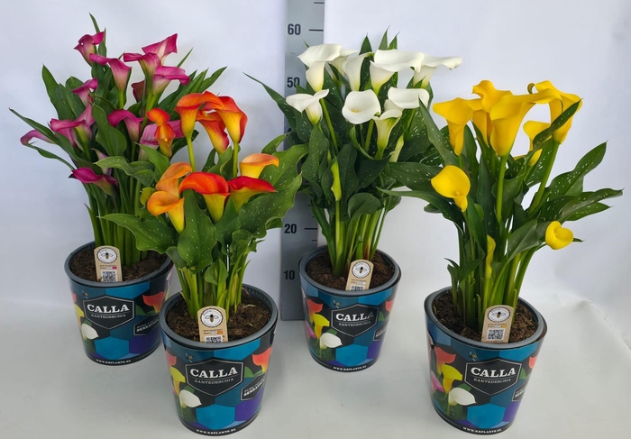 <h4>Zantedeschia 19cm potcover Blauw - mix</h4>