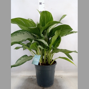 Aglaonema  'Stripes'