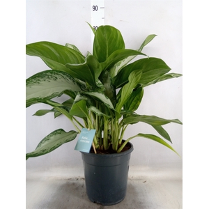 Aglaonema  'Stripes'