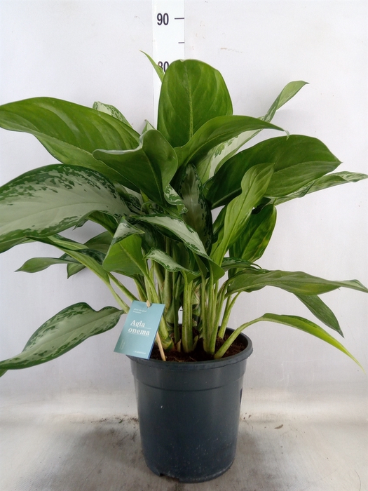 <h4>Aglaonema   ...</h4>