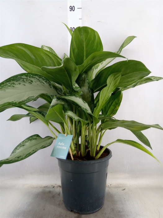 <h4>Aglaonema  'Stripes'</h4>