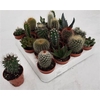 Cactus Gem