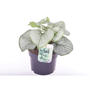 Brunnera Silver Spear