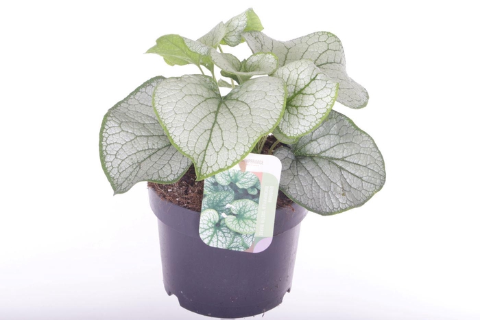 <h4>Brunnera Silver Spear</h4>
