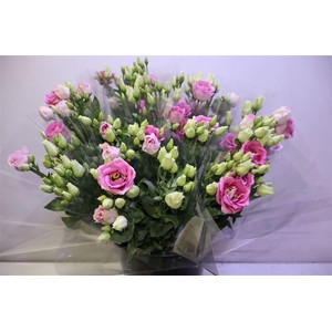 Eus G Rosi Rose Pink X3