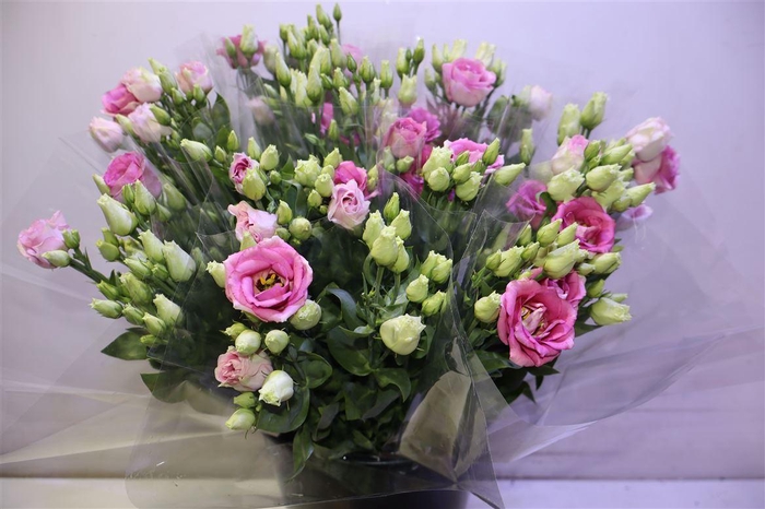 <h4>Eus G Rosi Rose Pink X3</h4>