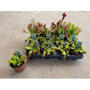 VLEESETENDE PLANTEN