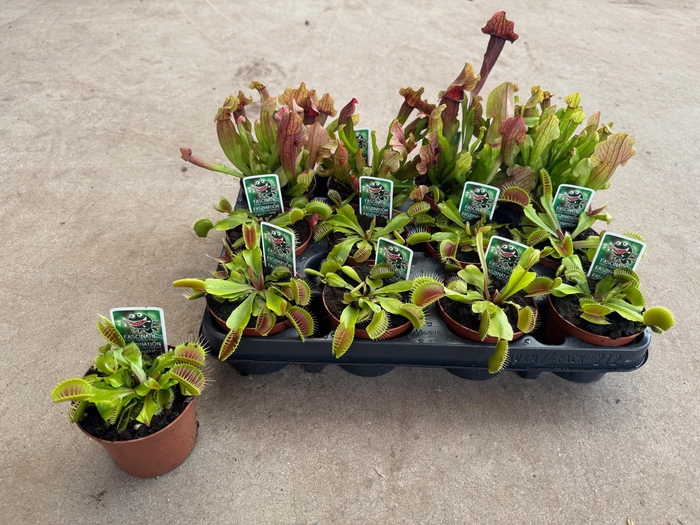 <h4>VLEESETENDE PLANTEN</h4>