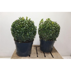 arr8 Buxu Sempervirens