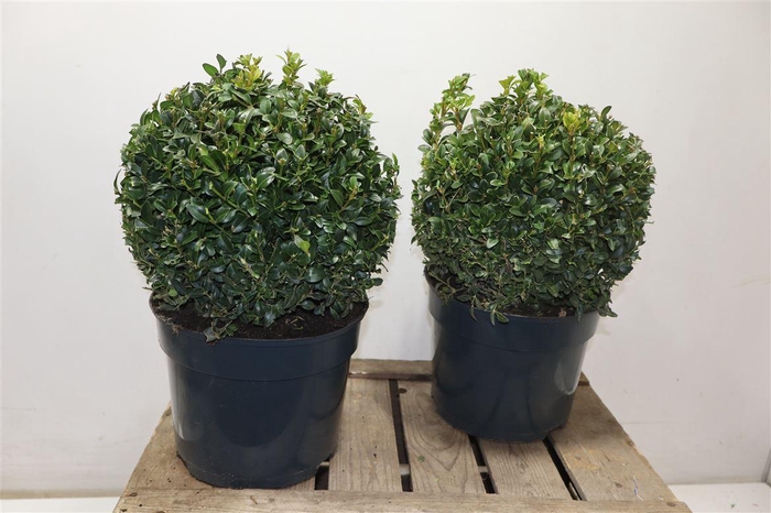 <h4>arr8 Buxu Sempervirens</h4>