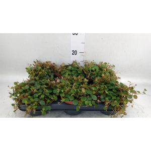 Peperomia  'Pepperspot'