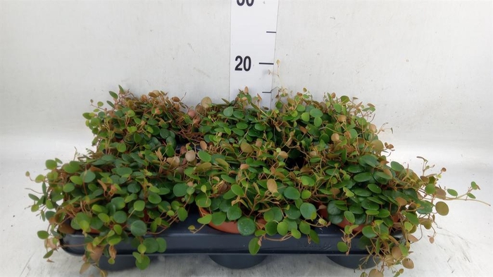 <h4>Peperomia  'Pepperspot'</h4>