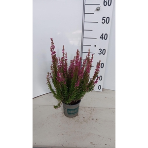 Erica gracilis HEIDI'S Arielle