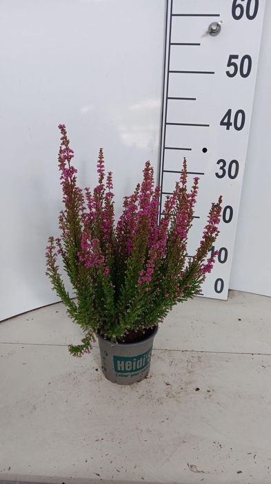 <h4>Erica gracilis HEIDI'S Arielle</h4>