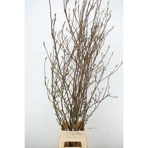 MAGNOLIA SOULANGEANA PER STEM 220CM