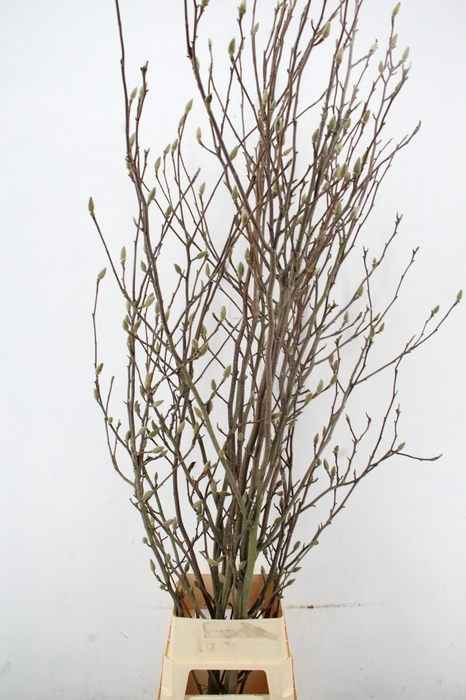 <h4>MAGNOLIA SOULANGEANA PER STEM 220CM</h4>