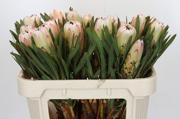 <h4>Protea White Night</h4>