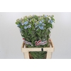 Oxypetalum Tweedia Blue