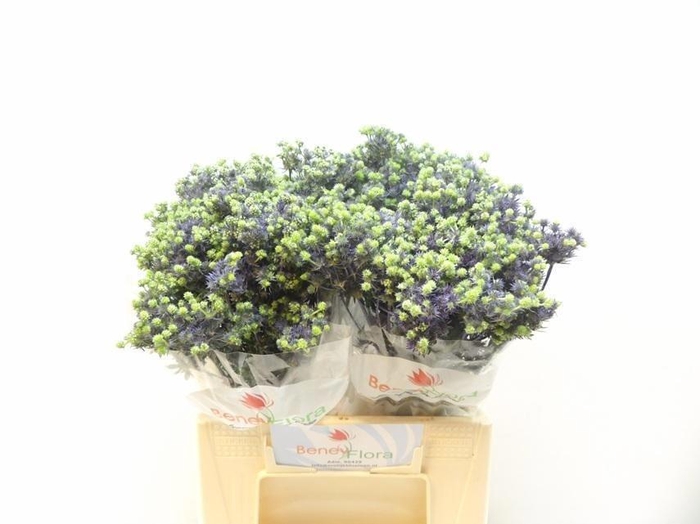 <h4>Eryng Pl Mag Purp St</h4>