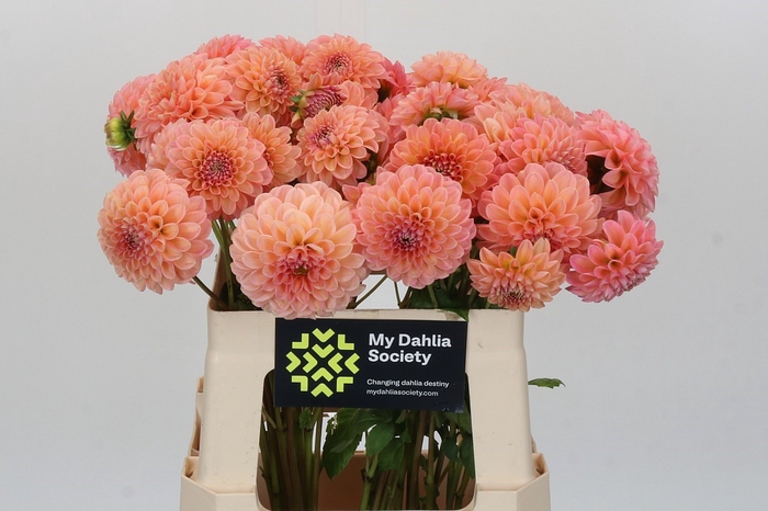 <h4>Dahlia Linda's Baby</h4>