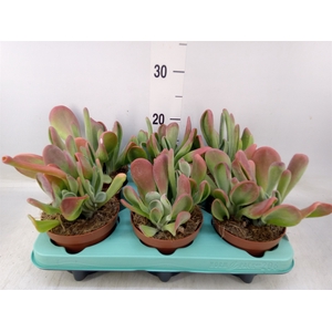 Kalanchoe NF   ...