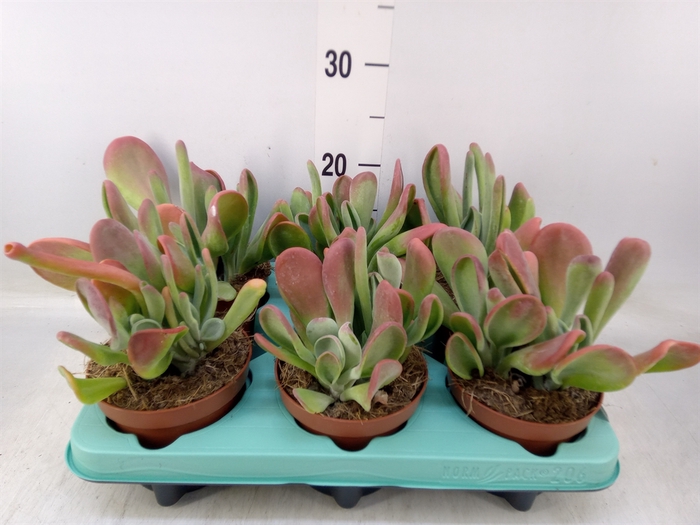 <h4>Kalanchoe NF   ...</h4>