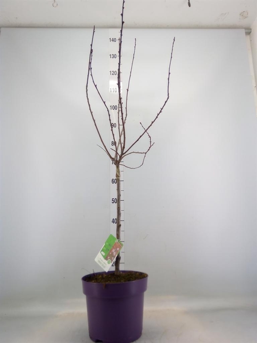 <h4>Prunus cistena</h4>