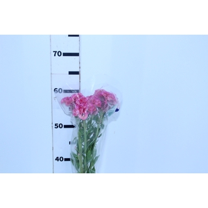 CELOSIA ROSE CHIEF 060 CM ROSA
