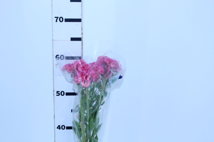 CELOSIA ROSE CHIEF 060 CM ROSA