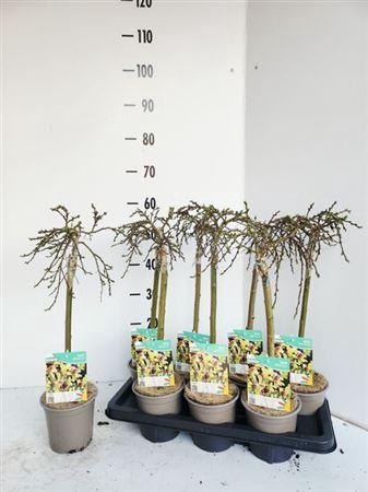 <h4>Salix Arbuscula</h4>