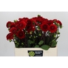Dahlia Red Cap