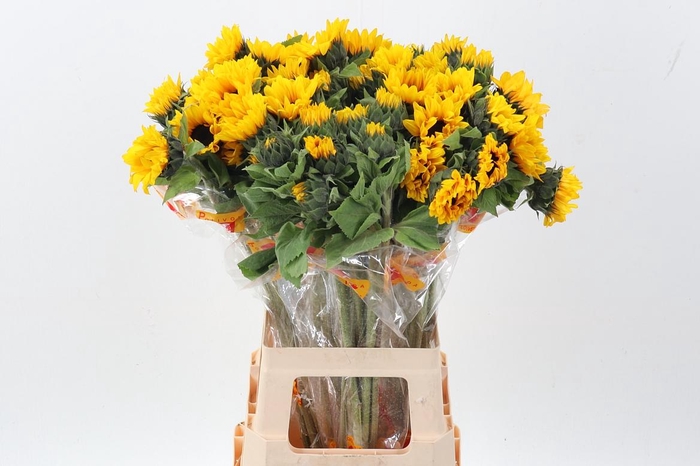 <h4>Heli Orange Fire</h4>