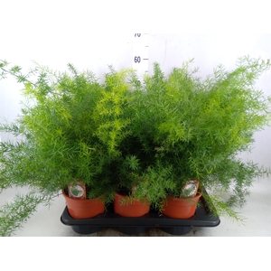 Asparagus dens. 'Sprengeri'