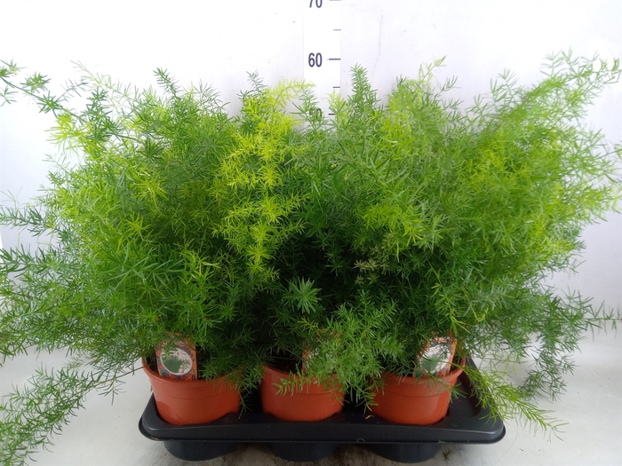 <h4>Asparagus dens. 'Sprengeri'</h4>