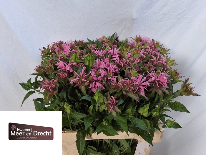 <h4>MONARDA OV</h4>